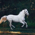 Na vlastní kůži: Pardubický kraj proslavili zejména koně