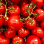 Proč letos rajčata zrají pomalu a jak jim pomoci ke sladké chuti